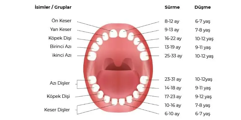Bebeklerin gelişiminde önemli bir kilometre taşı olan diş çıkarma süreci, hem bebekler hem de ebeveynler için heyecan verici bir dönemdir. Bu süreçte bebeklerde görülen ilk diş, genellikle alt çene ön bölgesindeki kesici dişlerle başlar. Bağdat Diş Polikliniği olarak, bebeklerde diş çıkarma tablosunu ve bu süreçte ebeveynlerin bilmesi gerekenleri detaylı bir şekilde ele alıyoruz.